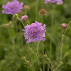 Hlaváč fialový 'Flutter Deep Blue' - Scabiosa columbaria 'Flutter Deep Blue'