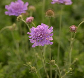 Hlaváč fialový 'Flutter Deep Blue' - Scabiosa columbaria 'Flutter Deep Blue'