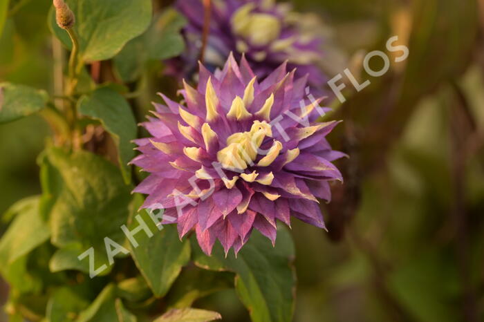 Plamének 'Taiga' - Clematis 'Taiga'