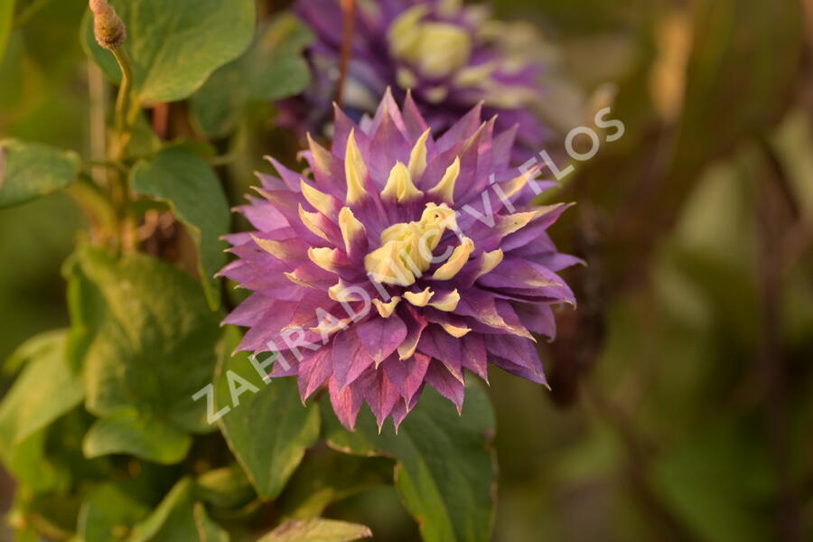 Plamének 'Taiga' - Clematis 'Taiga'