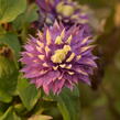 Plamének 'Taiga' - Clematis 'Taiga'