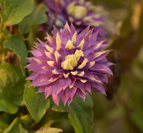 Plamének 'Taiga' - Clematis 'Taiga'