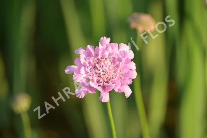 Hlaváč fialový 'Flutter Rose Pink' - Scabiosa columbaria 'Flutter Rose Pink'