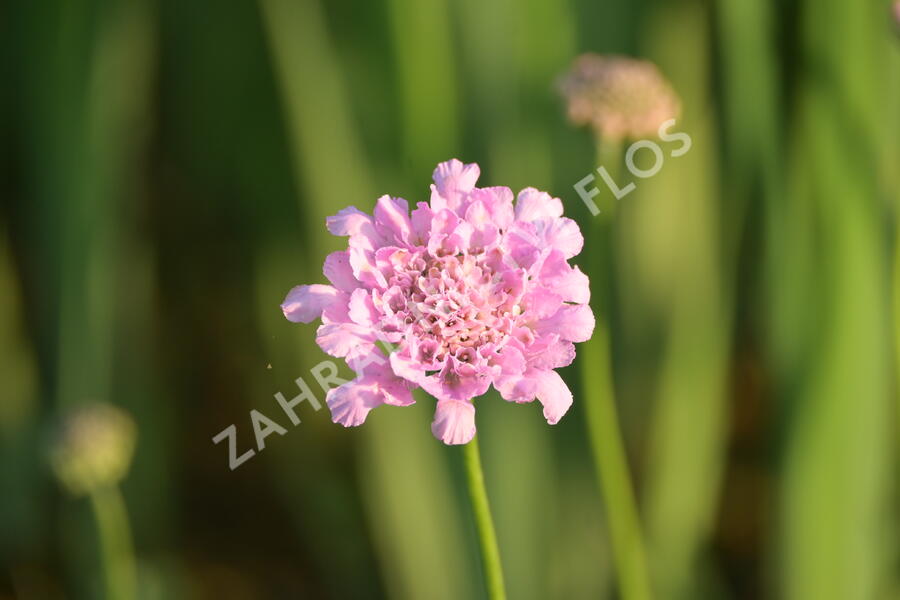 Hlaváč fialový 'Flutter Rose Pink' - Scabiosa columbaria 'Flutter Rose Pink'