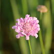 Hlaváč fialový 'Flutter Rose Pink' - Scabiosa columbaria 'Flutter Rose Pink'