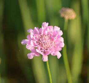 Hlaváč fialový 'Flutter Rose Pink' - Scabiosa columbaria 'Flutter Rose Pink'