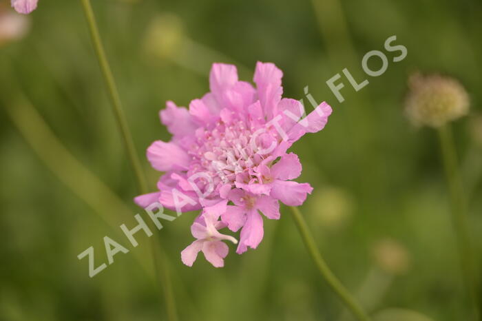 Hlaváč fialový 'Flutter Rose Pink' - Scabiosa columbaria 'Flutter Rose Pink'