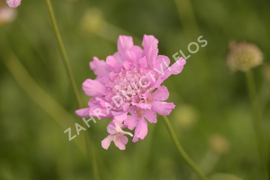 Hlaváč fialový 'Flutter Rose Pink' - Scabiosa columbaria 'Flutter Rose Pink'