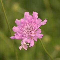Hlaváč fialový 'Flutter Rose Pink' - Scabiosa columbaria 'Flutter Rose Pink'