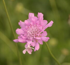 Hlaváč fialový 'Flutter Rose Pink' - Scabiosa columbaria 'Flutter Rose Pink'