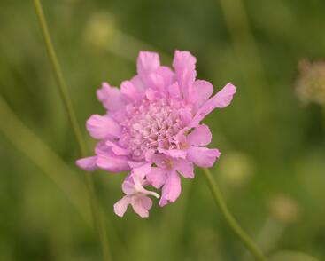 Hlaváč fialový 'Flutter Rose Pink'