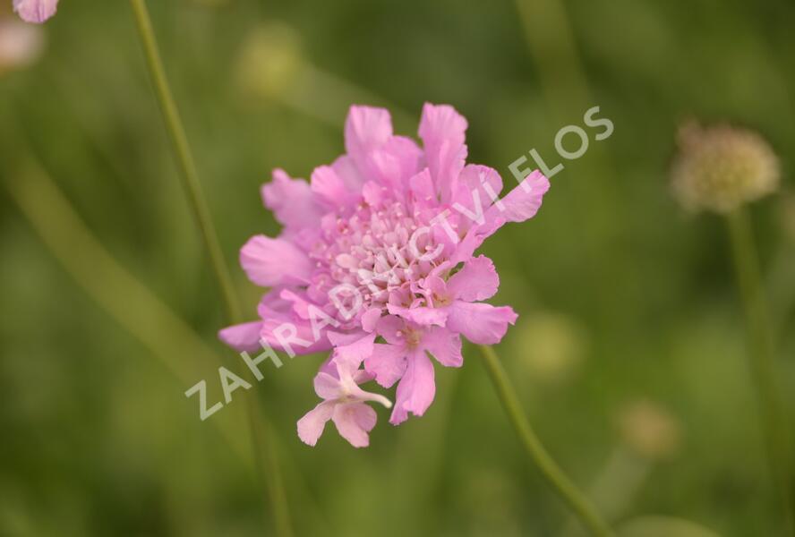 Hlaváč fialový 'Flutter Rose Pink' - Scabiosa columbaria 'Flutter Rose Pink'