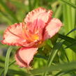 Denivka 'Cherry Valentine' - Hemerocallis 'Cherry Valentine'