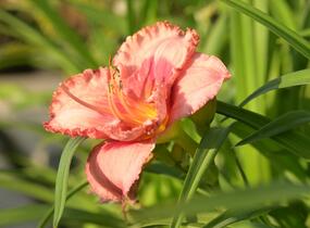 Denivka 'Cherry Valentine' - Hemerocallis 'Cherry Valentine'