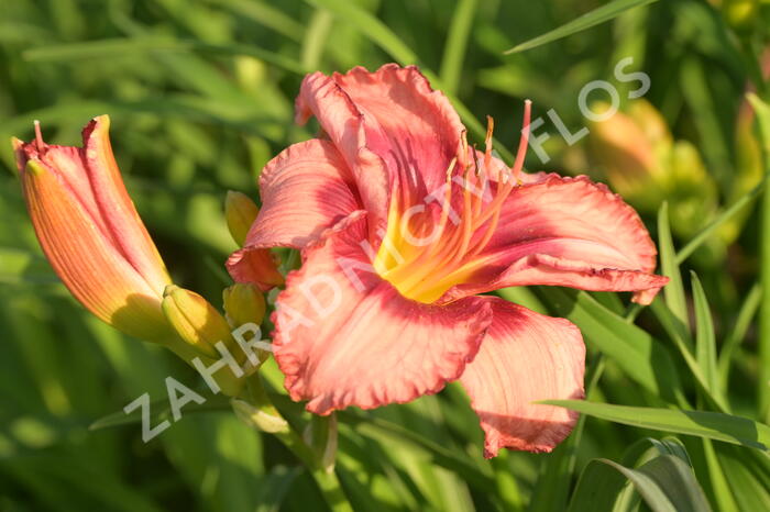 Denivka 'Cherry Valentine' - Hemerocallis 'Cherry Valentine'