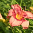 Denivka 'Cherry Valentine' - Hemerocallis 'Cherry Valentine'