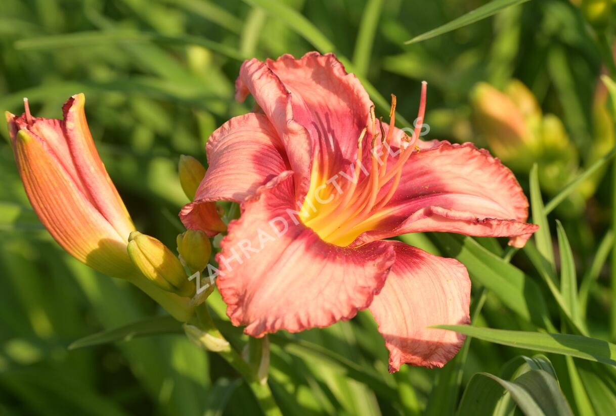 Denivka 'Cherry Valentine' - Hemerocallis 'Cherry Valentine'