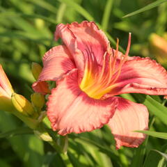 Denivka 'Cherry Valentine' - Hemerocallis 'Cherry Valentine'