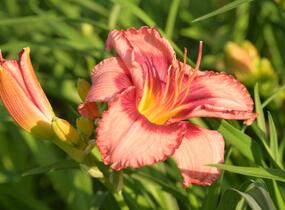 Denivka 'Cherry Valentine' - Hemerocallis 'Cherry Valentine'