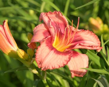Denivka 'Cherry Valentine'