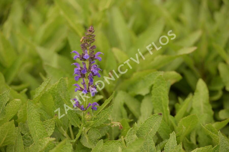 Šalvěj hajní 'Marcus' - Salvia nemorosa 'Marcus'