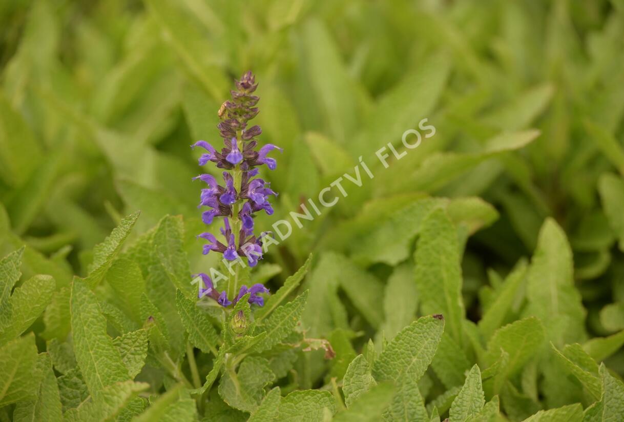 Šalvěj hajní 'Marcus' - Salvia nemorosa 'Marcus'