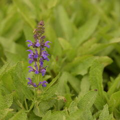 Šalvěj hajní 'Marcus' - Salvia nemorosa 'Marcus'