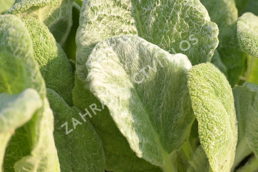 Šalvěj stříbřitá - Salvia argentea