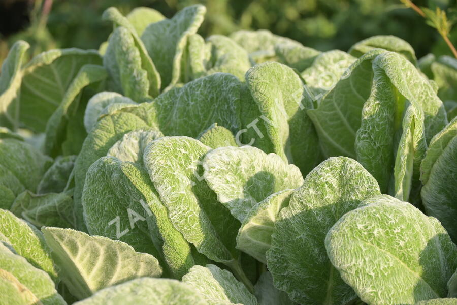 Šalvěj stříbřitá - Salvia argentea