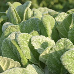 Šalvěj stříbřitá - Salvia argentea