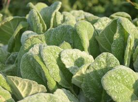 Šalvěj stříbřitá - Salvia argentea