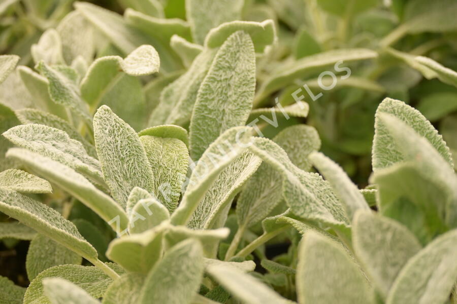 Čistec vlnatý 'Silver Carpet' - Stachys byzantina 'Silver Carpet'