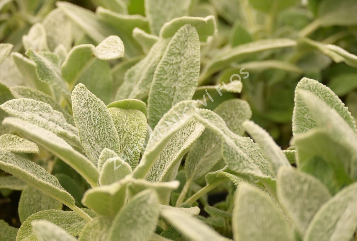 Čistec vlnatý 'Silver Carpet' - Stachys byzantina 'Silver Carpet'