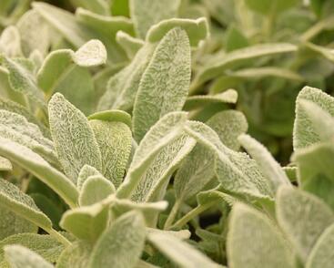 Čistec vlnatý 'Silver Carpet'