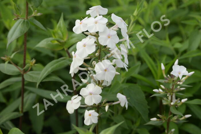 Plamenka 'Delta' - Phlox maculata 'Delta'