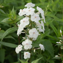 Plamenka 'Delta' - Phlox maculata 'Delta'