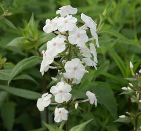 Plamenka 'Delta' - Phlox maculata 'Delta'