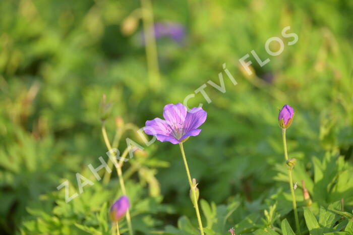 Kakost 'Nimbus' - Geranium collinum 'Nimbus'