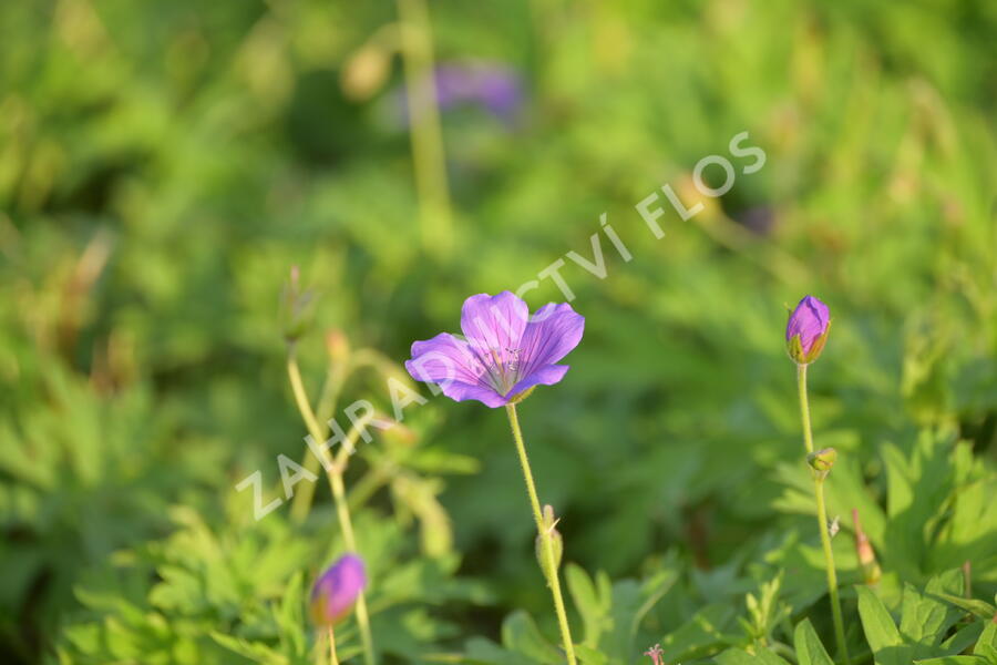Kakost 'Nimbus' - Geranium collinum 'Nimbus'