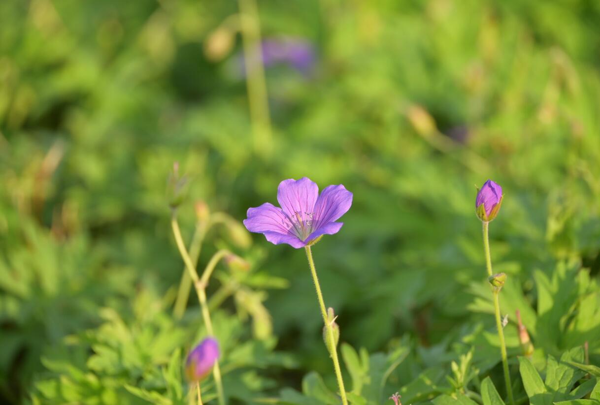 Kakost 'Nimbus' - Geranium collinum 'Nimbus'