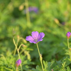 Kakost 'Nimbus' - Geranium collinum 'Nimbus'