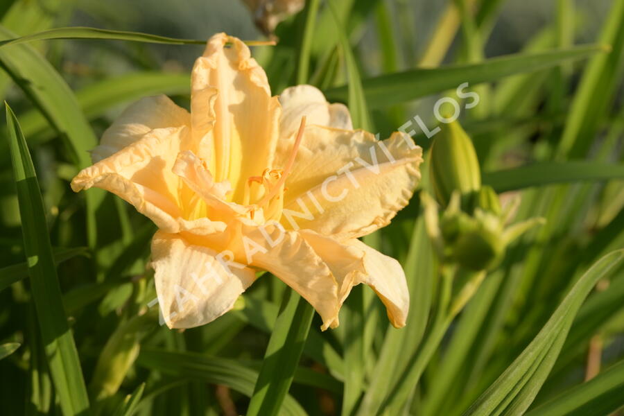 Denivka 'Schnickel Fritz' - Hemerocallis 'Schnickel Fritz'