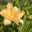 Denivka 'Schnickel Fritz' - Hemerocallis 'Schnickel Fritz'