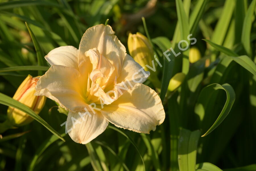 Denivka 'Schnickel Fritz' - Hemerocallis 'Schnickel Fritz'