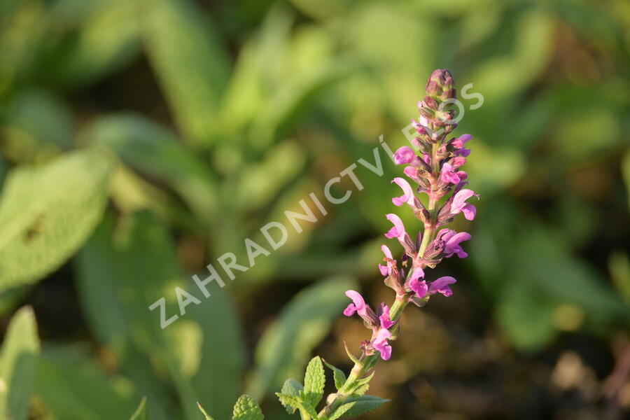 Šalvěj hajní 'Pink Beauty' - Salvia nemorosa 'Pink Beauty'