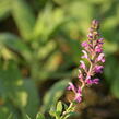 Šalvěj hajní 'Pink Beauty' - Salvia nemorosa 'Pink Beauty'