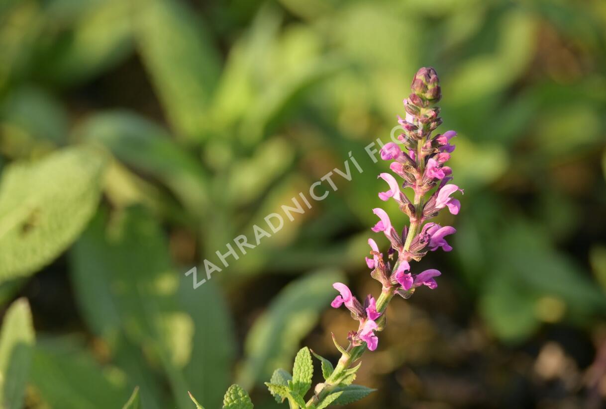 Šalvěj hajní 'Pink Beauty' - Salvia nemorosa 'Pink Beauty'
