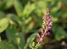 Šalvěj hajní 'Pink Beauty' - Salvia nemorosa 'Pink Beauty'