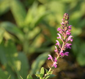 Šalvěj hajní 'Pink Beauty' - Salvia nemorosa 'Pink Beauty'