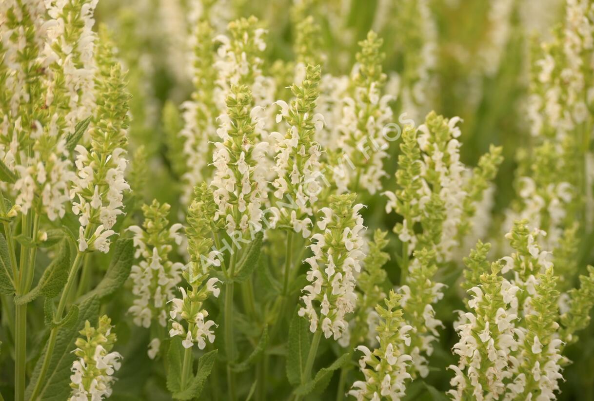 Šalvěj hajní 'Sensation White' - Salvia nemorosa 'Sensation White'